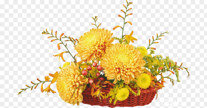 Chrysanthemum Cut Flowers Floristry PNG