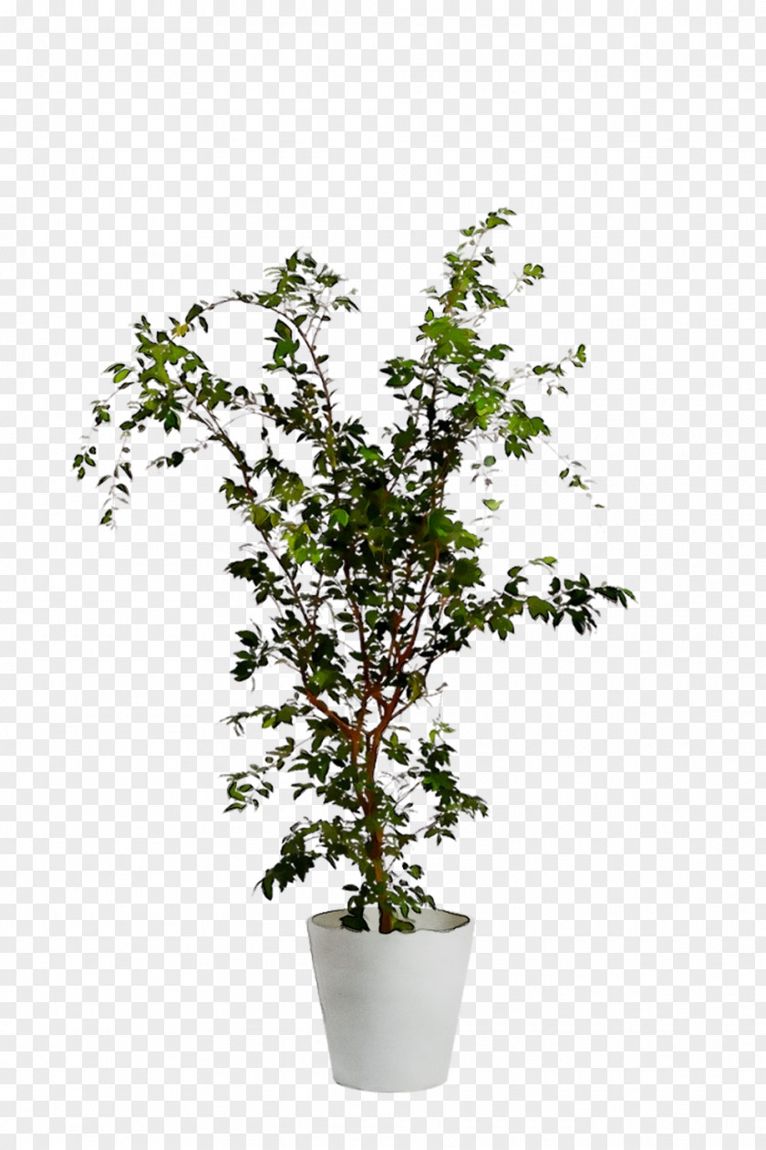 Twig Chinese Sweet Plum Shrub Plant Stem Plants PNG