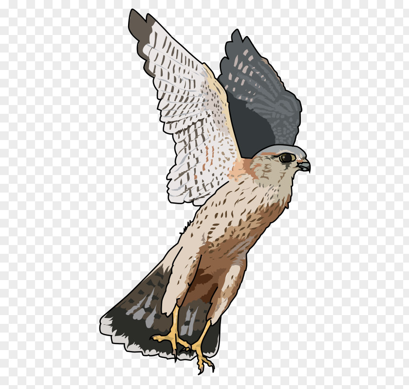 Bird Merlin Clip Art Openclipart Falcon PNG