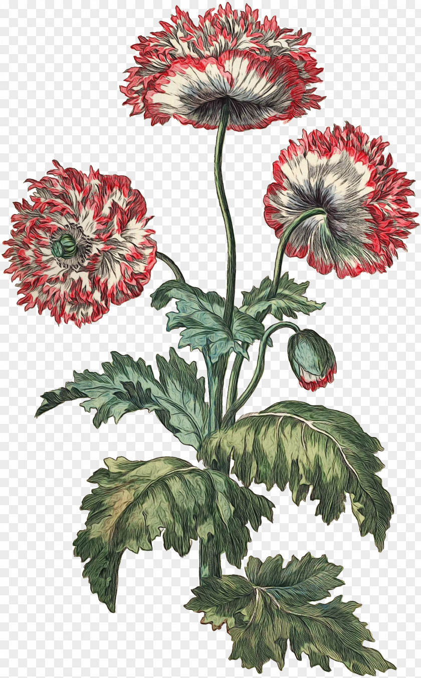 Chrysanthemum Flowerpot Plant Stem Plants PNG