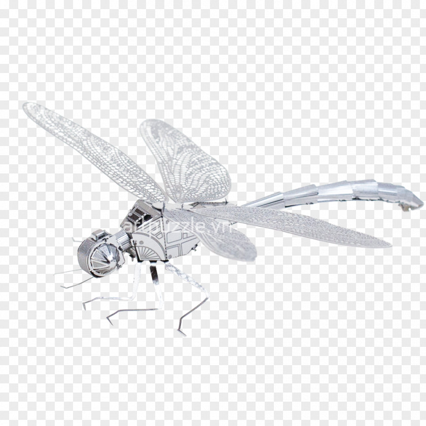 Chuồn Dragonfly Insect Butterfly Wing Butterflies And Moths PNG