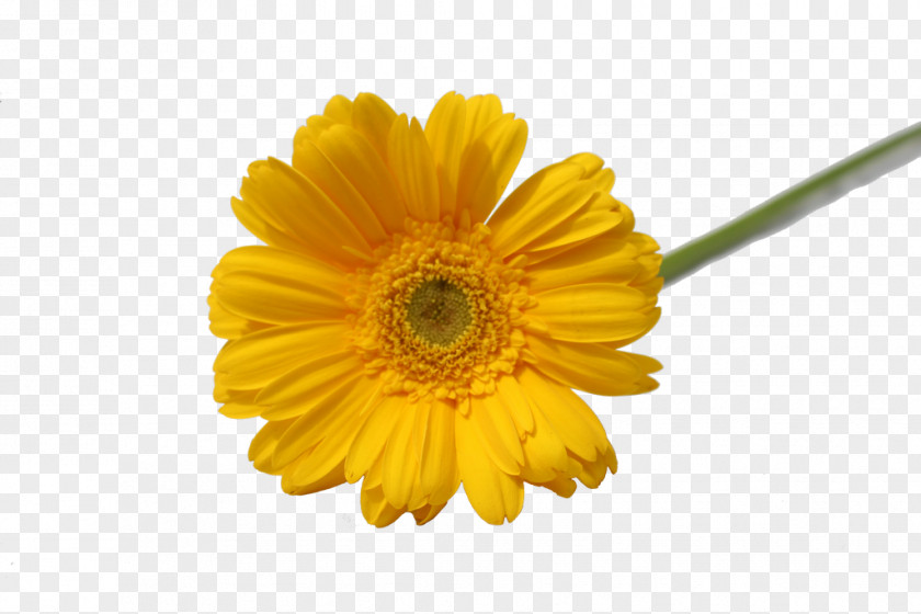 Gerbera Transvaal Daisy Flower Family Petal Chrysanthemum PNG