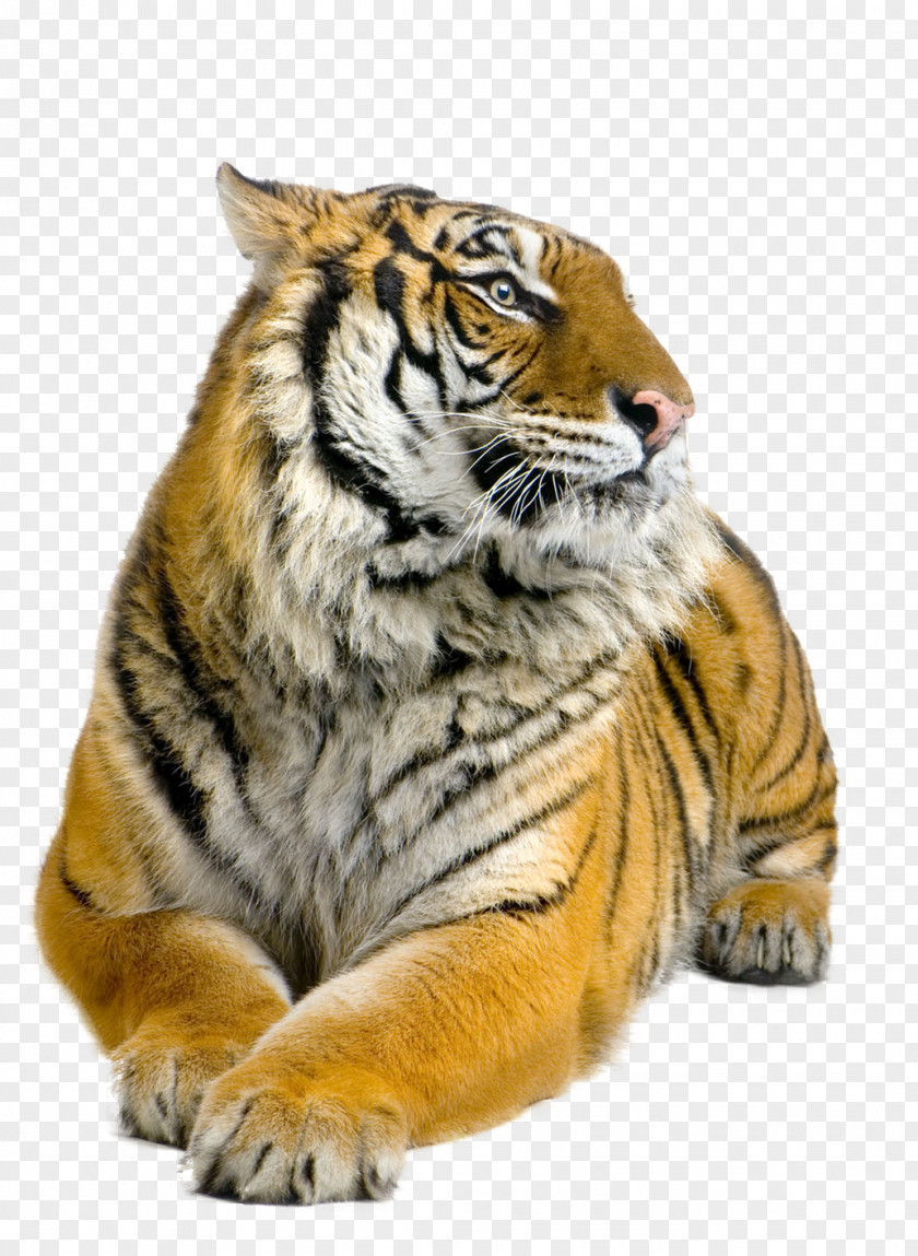 Tiger Rest Siberian Bengal Sumatran Felidae Stock Photography PNG