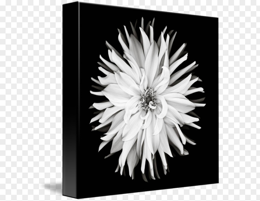 Flower Black And White Monochrome Photography PNG