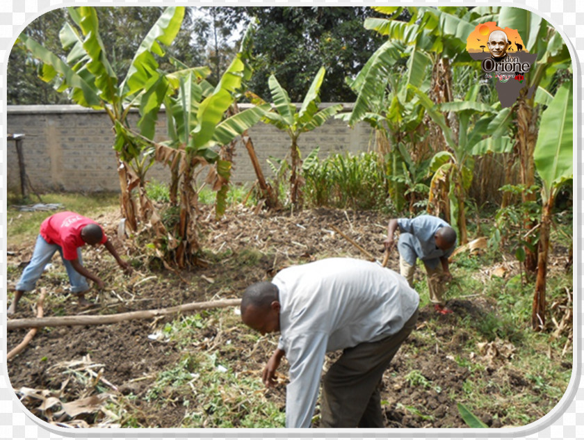 Plant Crop Community Soil Plantation Farmworker PNG
