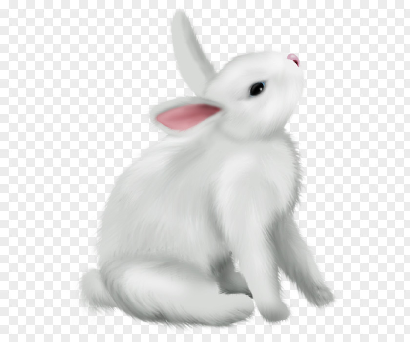 Tail Snout Rabbit Rabbits And Hares White Hare Animal Figure PNG