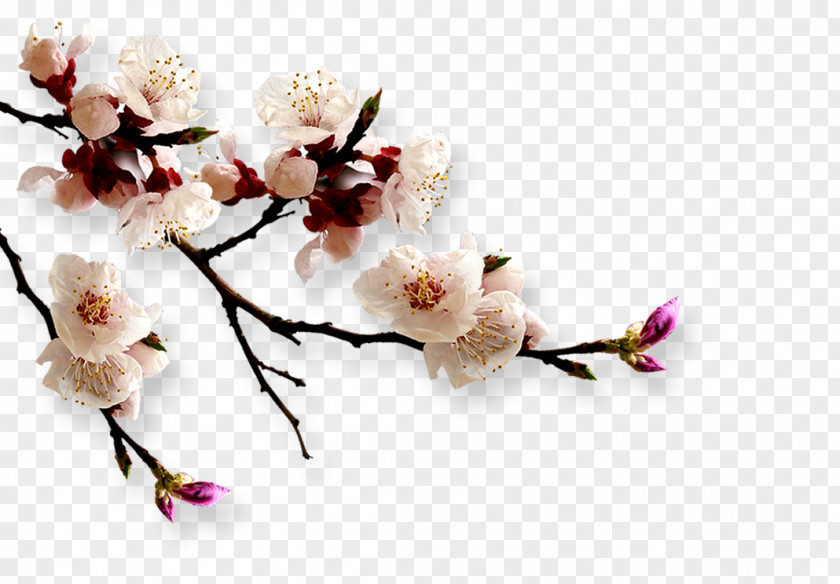 Apricot Japan Flower PNG