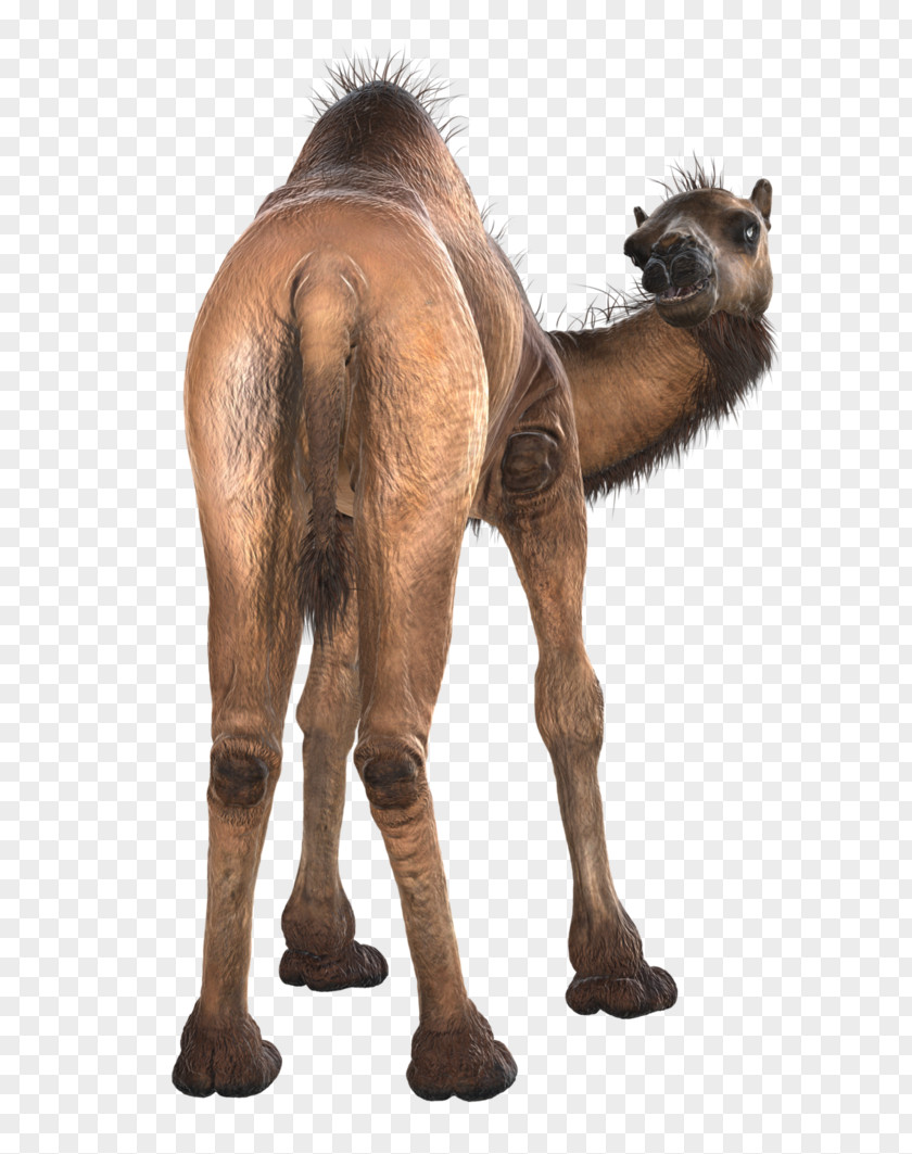 Camel Back Dromedary Icon PNG