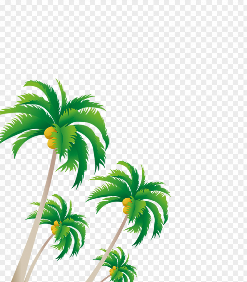 Floating Tree Arecaceae Coconut PNG