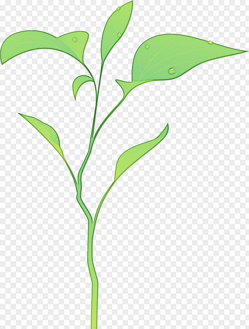 Lily Of The Valley Plant Flower Cartoon PNG