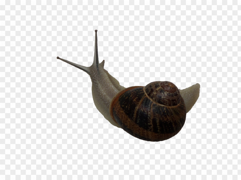Snails Gastropods Snail Escargot Slug PNG