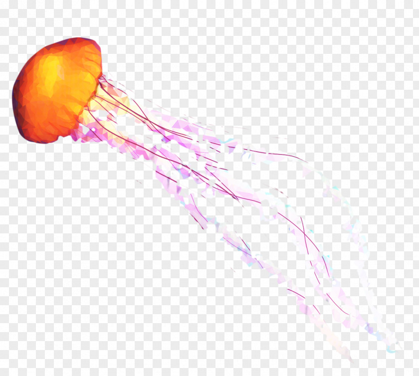 Cnidaria Jellyfish PNG