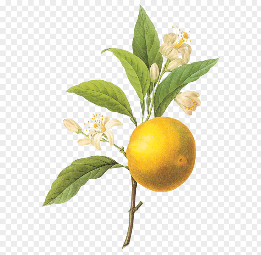 Orange Choix Des Plus Belles Fleurs The Most Beautiful Flowers Botanical Illustration PNG