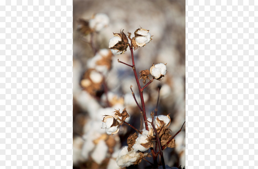 Temora Cotton Gin Whitton Riverina PNG