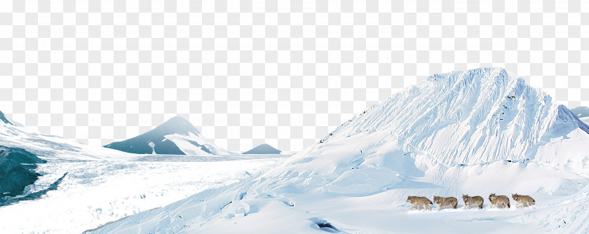 Wolf On The Snow Arctic Domain Name Internet PNG