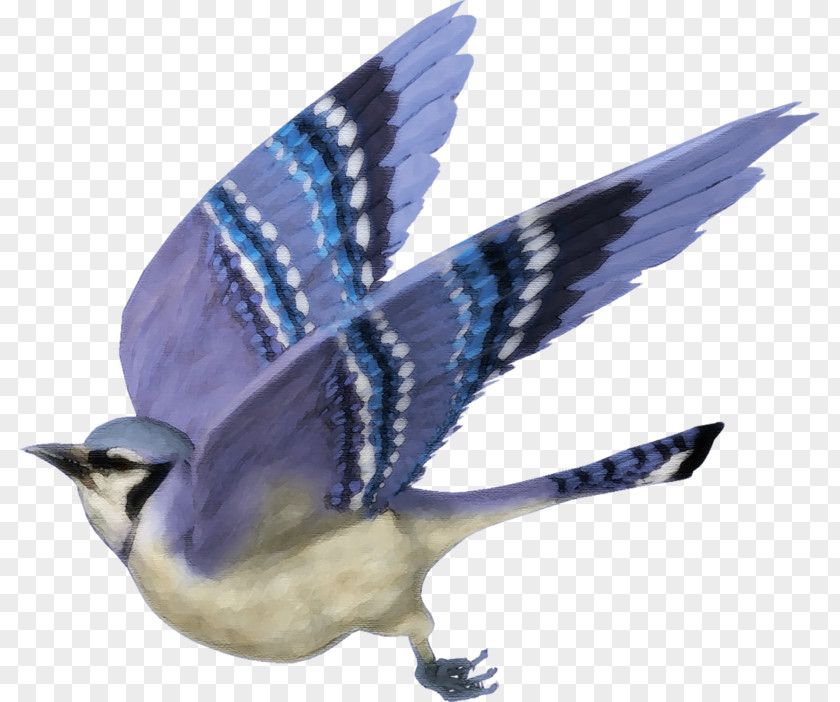 Bird Blue Jay Clip Art PNG