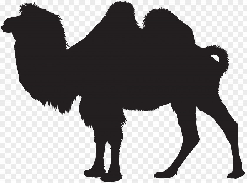 Camel Silhouette Clip Art Image PNG