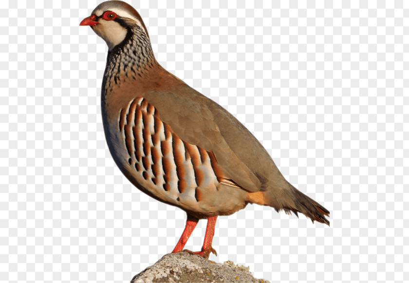 Escopeta Tactica Chicken Red-legged Partridge Hunting Goose PNG