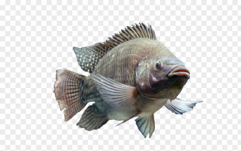 Fish Tilapia Perch Bluegill PNG