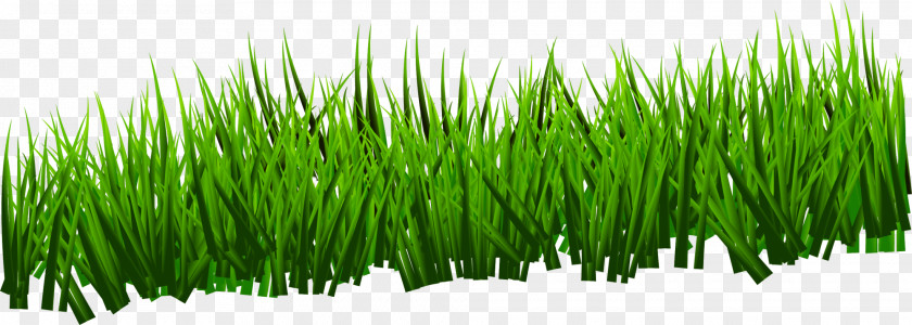 Green And Simple Grass Grassland PNG