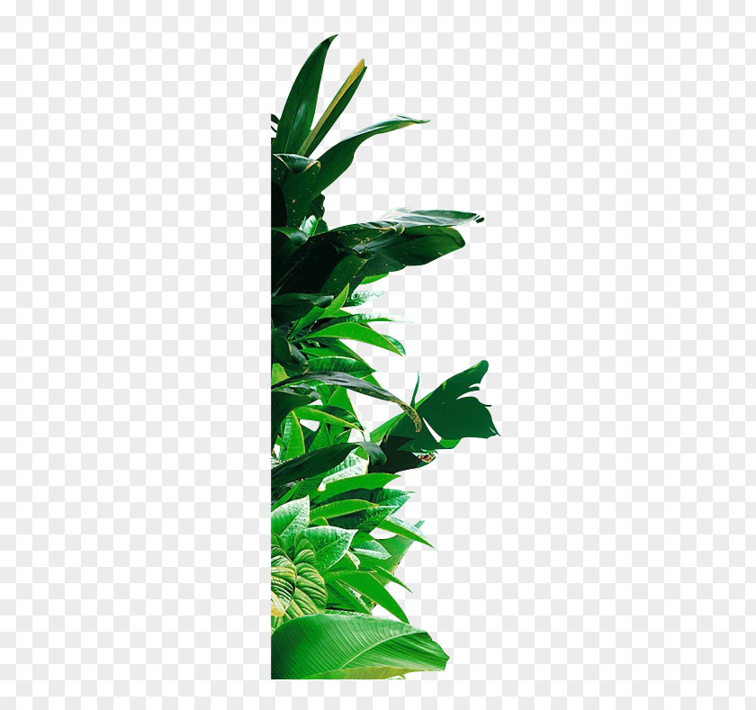 Green Banana Leaf PNG