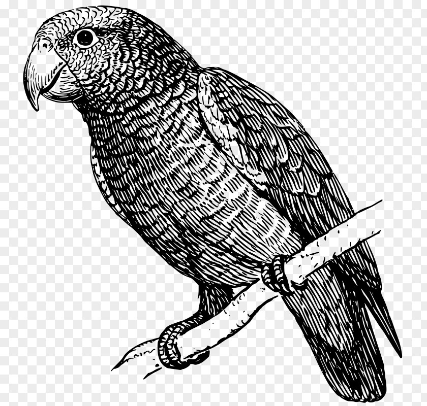 Parrot Drawing Black And White Talking Bird PNG