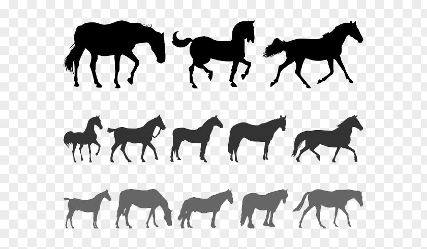 Animal Silhouettes Horse Silhouette Equestrianism Clip Art PNG