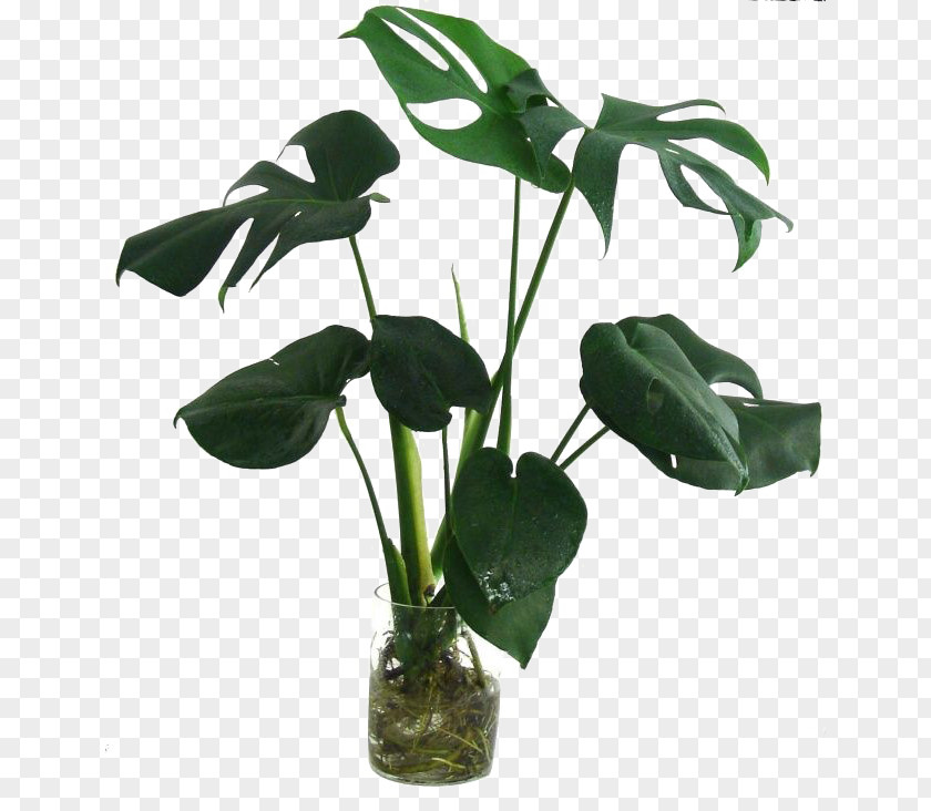 Beautiful Plants Swiss Cheese Plant Leaf Houseplant Bamboo PNG