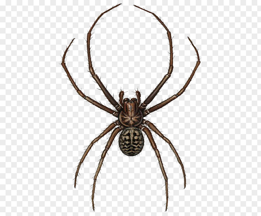 Black Plush Spider Illustrator European Garden Widow Spiders Illustration PNG