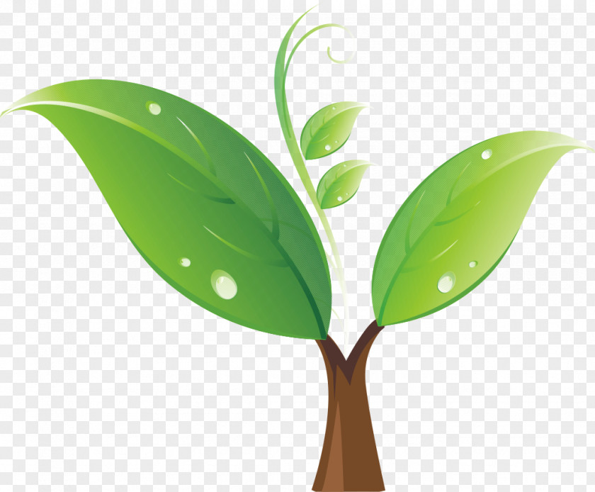 Green Sprout Seedling Tree Clip Art PNG