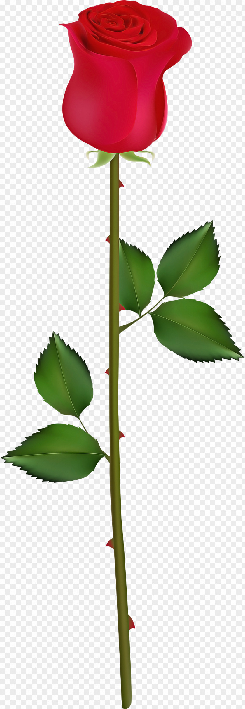 Tree Plant Stem Flower Leaf Flowering PNG