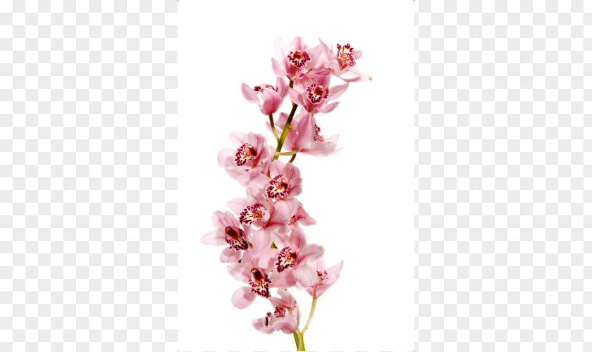 Cherry Blossom Moth Orchids Cut Flowers Plant Stem PNG