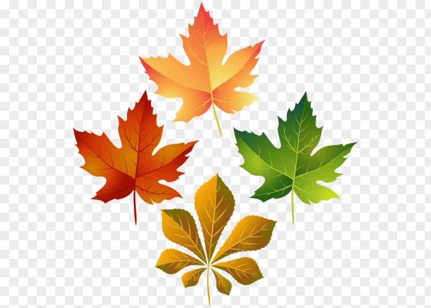 Colorful Fall Leaves Clip Art Image Transparency Leaf PNG