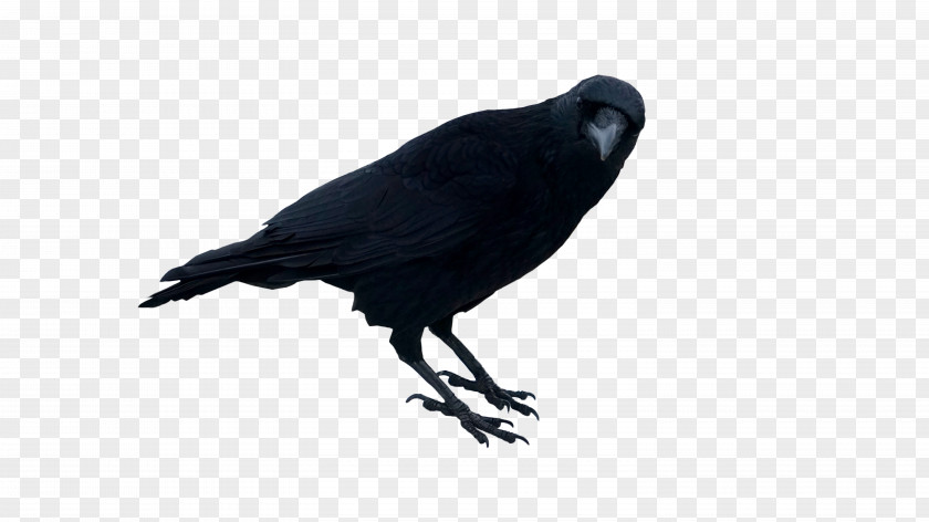 Crow Image Rook Photograph PNG