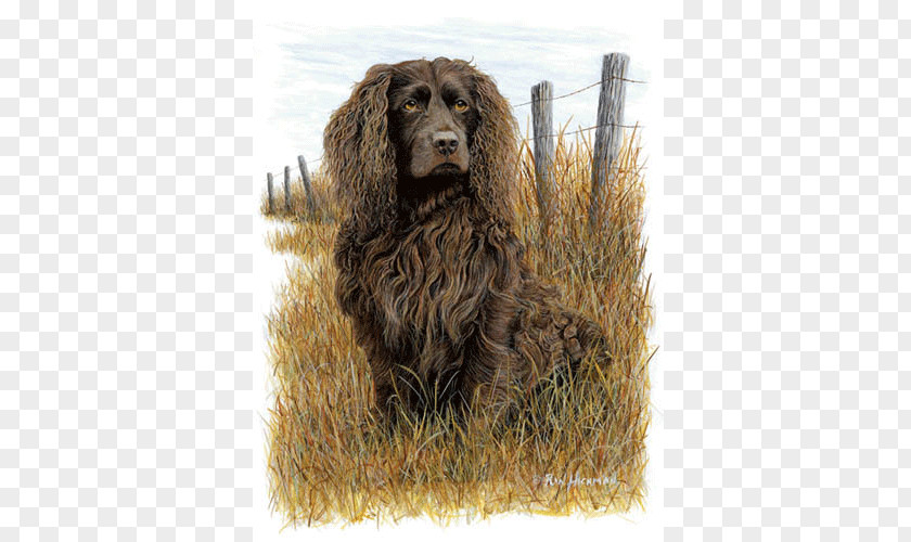 Field Spaniel Boykin American Water Cocker Irish PNG