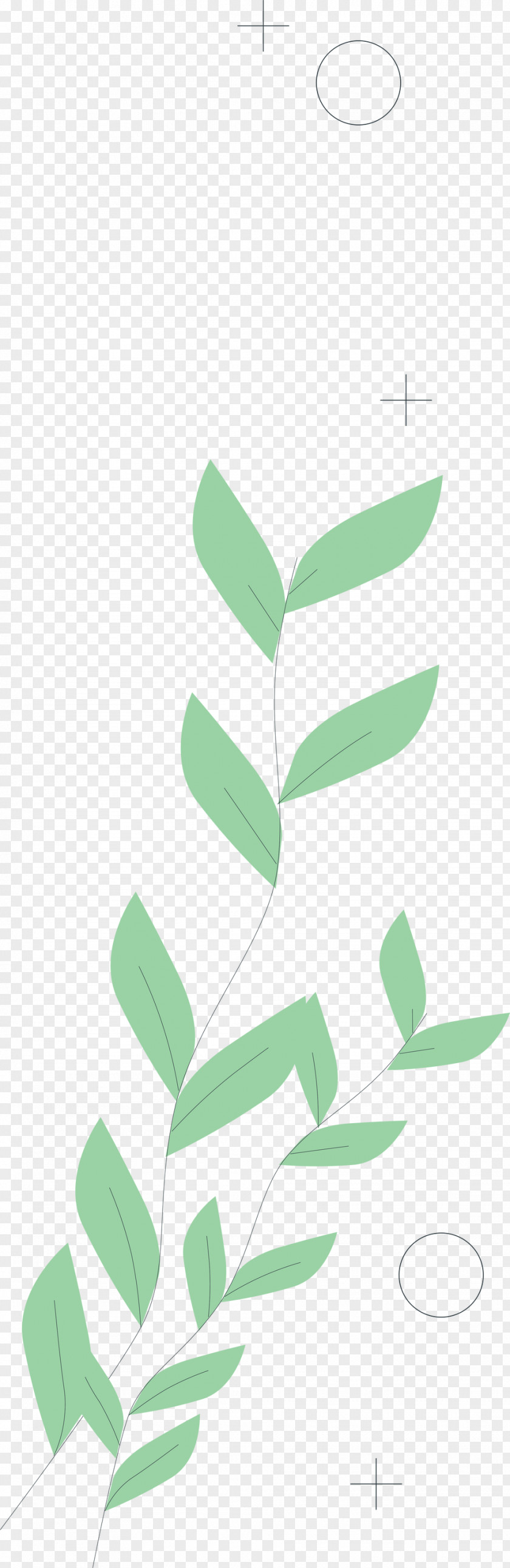 Petal Plant Stem Leaf Green Pattern PNG