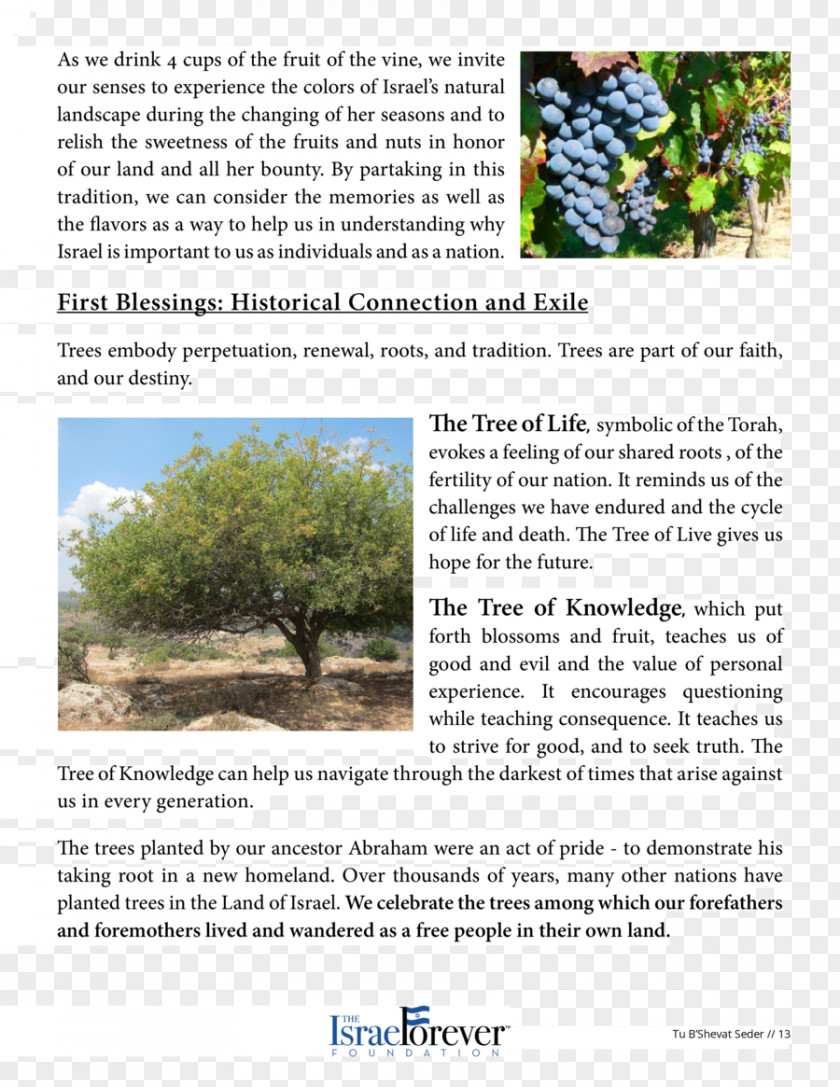 Wine Tree Ecosystem Brochure PNG