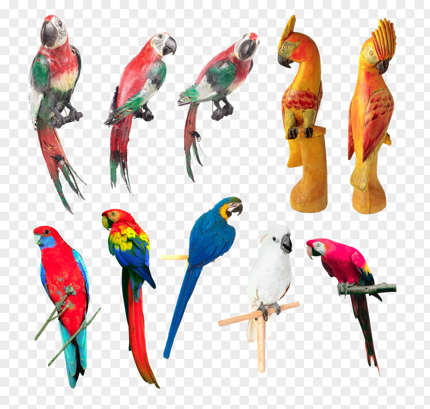Bird Budgerigar Parakeet Parrot PNG