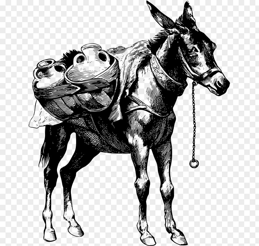 Donkey Mule Horse Stallion Clip Art PNG