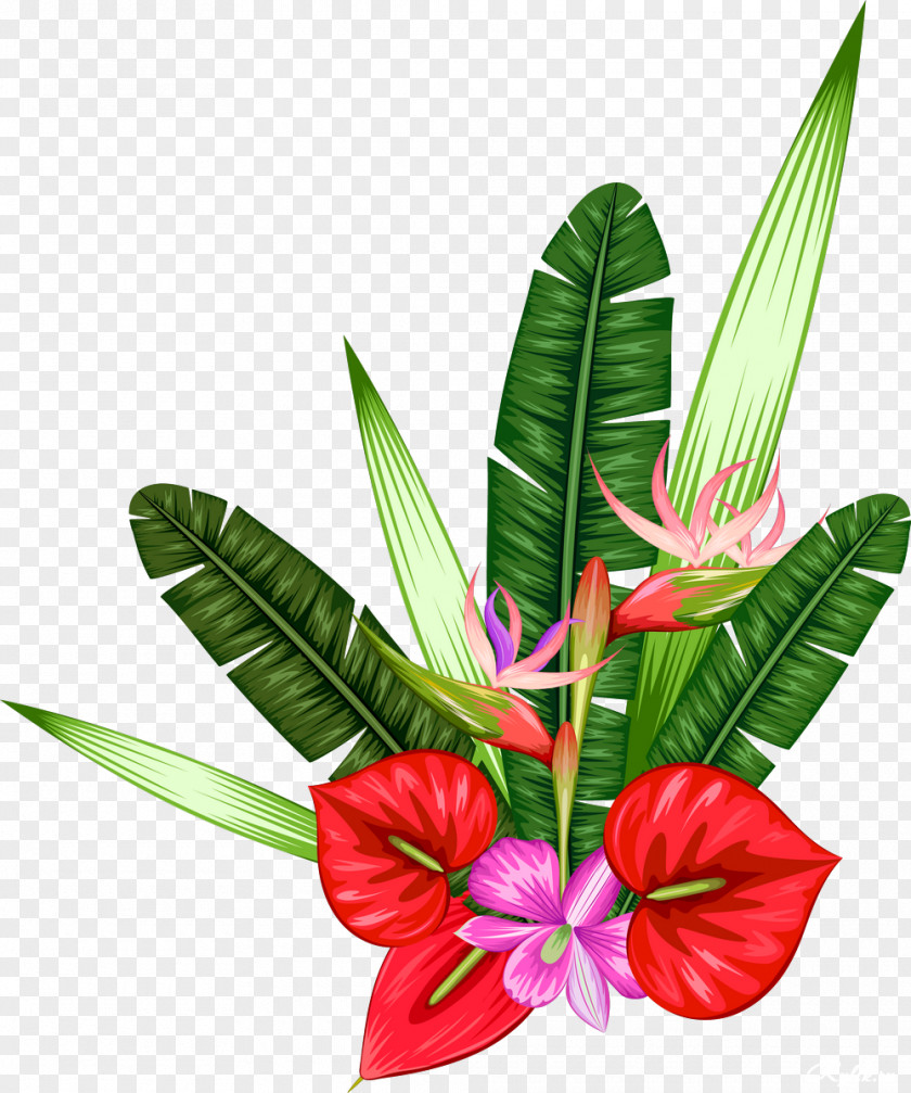 Flower Photography Drawing PNG