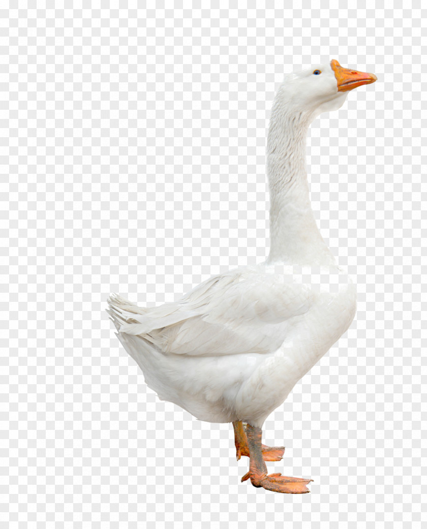 Goose Domestic Duck Bird Cygnini PNG