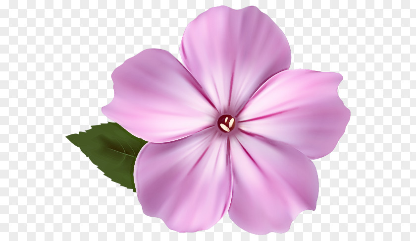 Magenta Periwinkle Petal Pink Flower Plant Violet PNG