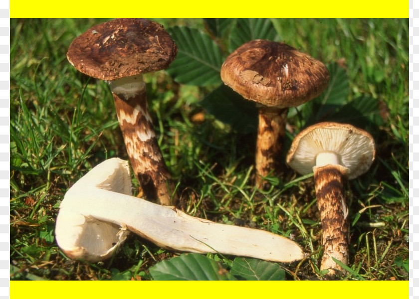 Mushroom Common Pleurotus Eryngii Russula Integra Shiitake Matsutake PNG