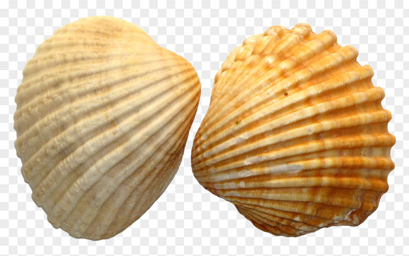 Shell Seashell Royal Dutch Clip Art PNG