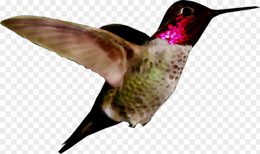 Hummingbird Image Desktop Wallpaper Photograph PNG