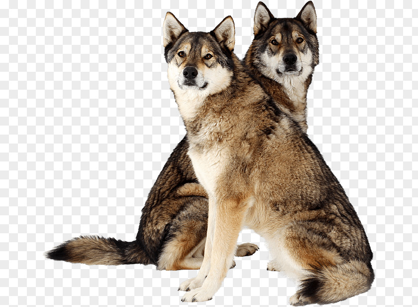 Hunde Saarloos Wolfdog Tamaskan Dog Siberian Husky East Laika Northern Inuit PNG