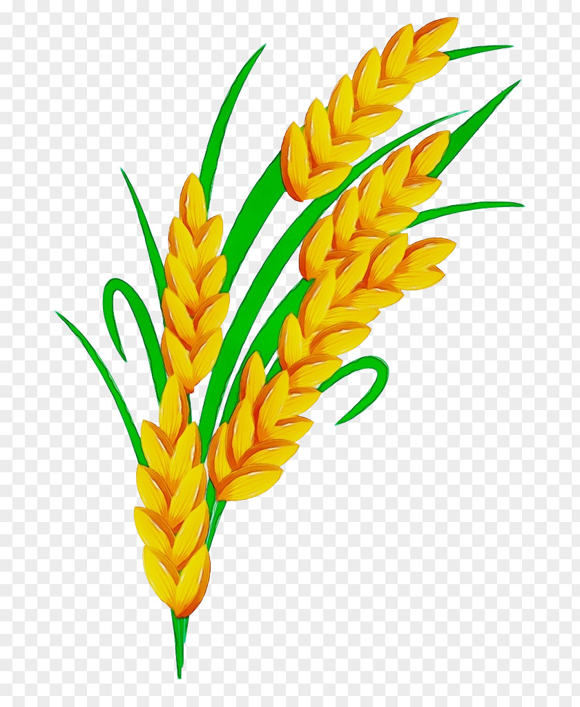 Wheat Pedicel PNG