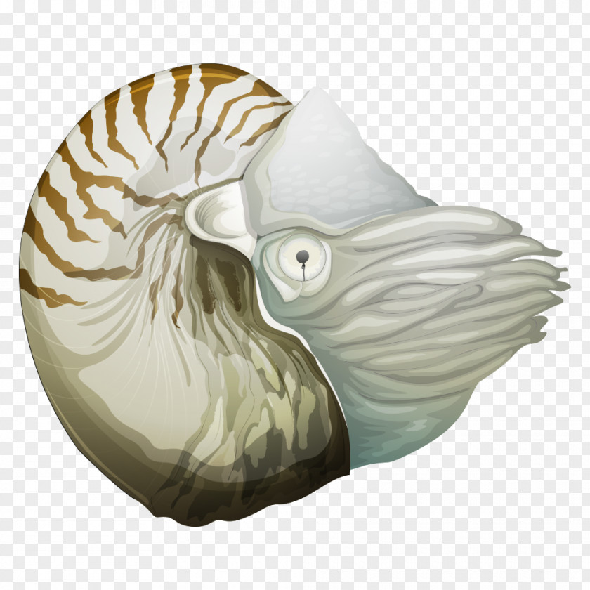 Conch Chambered Nautilus Royalty-free Illustration PNG