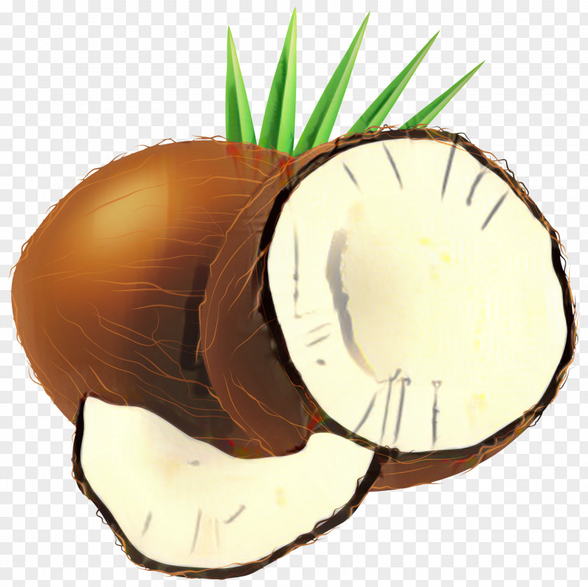 Plant Palm Tree Coconut Drawing PNG