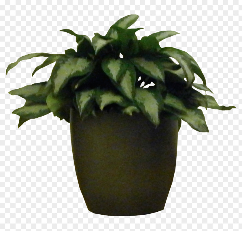 Plants Rubber Fig Houseplant Flowerpot Tree PNG